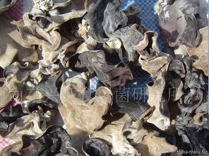 木耳菌种与食用菌菌种的国际贸易 机遇、挑战与规范路径