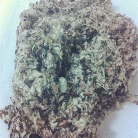 食用菌栽培原料与菌种制作材料探析 基于棉籽壳的应用及进出口视角