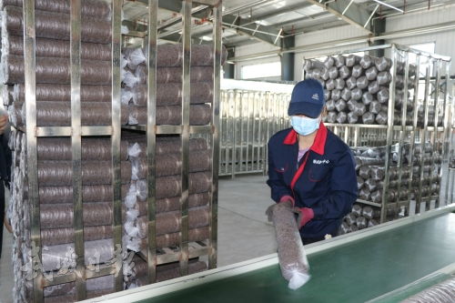 绿色丝路上的“菌”彩产业 天祝哈溪文旅农融合示范园食用菌全链崛起