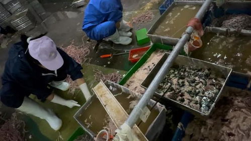 从鹅鸭肠工厂到菌种进出口 食品安全监管的深思