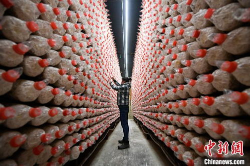 从24户到3.5万户 河北平泉食用菌产业撑起农民致富伞—食用菌菌种进出口成果与影响分析