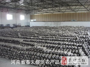 食用菌产业的全面服务 菌棒、菌袋、菌种及进出口解决方案