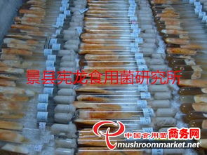 北虫草与蛹虫草 细长圆柱形柄食用菌菌种的进出口现状