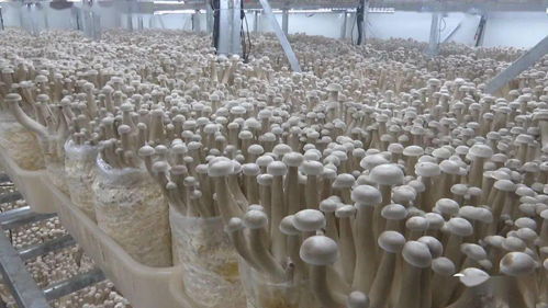 安龙工厂化立体栽培食用菌提质增效与菌种进出口发展