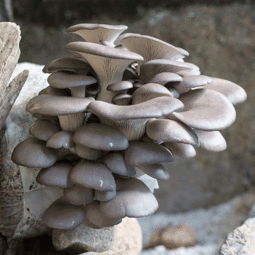 菌丰食用菌 平菇菌种购买新指南与产业进出口新出路