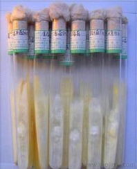 食用菌菌种市场供应与价格指南 批发、进出口一站式解析