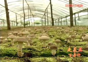 2015年河北进出口食品平稳增长，食用菌菌种贸易表现亮眼